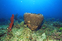 Barrel sponge {Xestospongia testudinaria} in Caribbean Sea