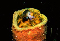 Damselfish (Pomacentridae) protecting its sponge, Caribbean Cuba