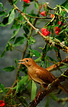 Nightingale singing, Germany