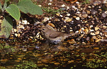 Garden warbler bathing (Sylvia borin) Wiltshire, UK