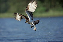 Osprey taking fish in flight. Sweden