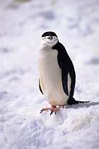 Chinstrap penguin portrait. Sandwich Islands.
