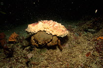 Sponge crab with camouflaging sponge attached to shell, Phillippines