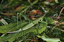Female Grasshopper (Saga pedo) Austria