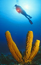 Yellow tube sponge and diver (Aplysina fistularis) Caribbean