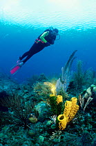 Yellow tube sponge and diver (Aplysina fistularis) Caribbean