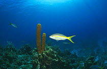 Yellow tube sponge (Aplysina fistularis) Caribbean