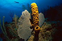 RF- Yellow tube sponge (Aplysina fistularis) and Fan corals, Caribbean. (This image may be licensed either as rights managed or royalty free.)
