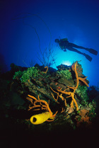 Diver swimming over Yellow tube sponge (Aplysina fistularis) Caribbean