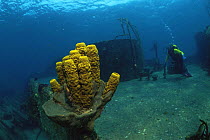 Yellow tube sponge {Aplysina fistularis} growing on shipwreck, with diver in background, Caribbean