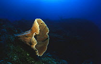 Sponge (Axinellida) Caribbean
