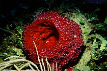 Red vase sponge (Axinellida). Cuba, Caribbean
