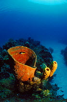 Sponge (Axinellida). Cuba, Caribbean
