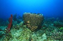 Sponge (Axinellida) Cuba, Caribbean
