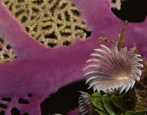 Feather duster worm {Bispira brunnea} and Fancoral, Caribbean.