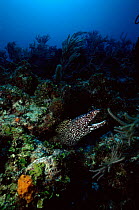 Spotted moray eel, Caribbean