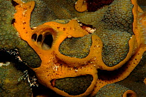 Sponge (Porifera) on coral. Caribbean Sea