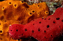 Sponges (Porifera), Red Sea