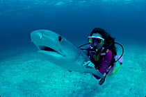 Diver revives Tiger shark (Galeocerdo cuvieri) Bahamas -  model released