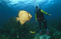 Diver with Grey angelfish (Pomacanthus arcuatus) Caribbean
