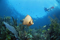Grey angelfish {Pomacanthus arcuatus} with Diver, Caribbean