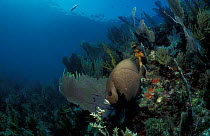 Grey angelfish in coral reef. (Pomacanthus arcuatus) Caribbean