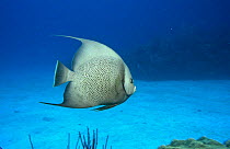 Grey angelfish (Pomacanthus arcuatus) Caribbean