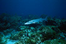 Great barracuda, Caribbean