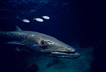 Great barracuda fish (Sphyraena barracuda) with Jacks, Bahamas