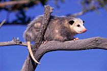 Virginia opossum, Montana, USA  (Didelphis virginiana)