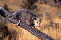 Virginia opossum {Didelphis virginiana} note prehensile tail, captive, Montana, USA