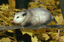 Virginia opossum {Didelphis virginiana} walking along branch in tree, captive, USA