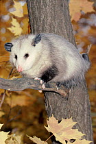Virginia opossum in tree  USA
