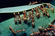 Green tree ants {Oecophylla smaragdina} drawing leaf edges together to 'sew' them into a nest.