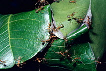 Green tree ants {Oecophylla smaragdina} drawing leaf edges together to 'sew' them into a nest, Australia