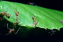 Green tree ant (Oecophylla smaragdina) using larva as shuttle with silk thread to bind together leaf edges for building nest, India