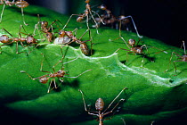 Green tree ant using larva as shuttle (Oecophylla smaragdina) with silk thread to bind together leaf edges for building nest, India