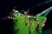 Green tree ant (Oecophylla smargdina) using larva as shuttle with silk thread to bind together leaf edges for nest, India