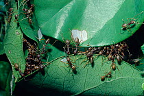 Weaver ants attaching leaf edges to make nest (Oecophylla longinoda) South Africa