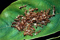 Weaver ants assemble eggs, larvae and pupae to move them to new nest (Oecophylla longinoda) Kenya, Africa
