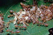Weaver ants assemble eggs, larvae & pupae to carry them to new nest (Oecophylla longinoda) Kenya . Shimba Hills.