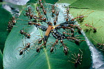 Weaver ants (Oecophylla longinoda) kill intruder beetle at their nest, Uganda, Africa