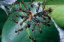 Weaver ants (Oecophylla longinoda) killing intruder beetle at their nest, Uganda, Africa