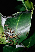 Weaver ants kill intruder beetle on their nest (Oecophylla longinoda) Uganda, East Africa