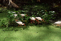 White ibis feeding in swamp (Eudocimus albus)  Corkscrew Swamp NWR, Florida, USA