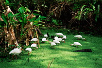 White ibis feeding in swamp. (Eudocimus albus) Florida, USA Corkscrew swamp NWR, bald cypres