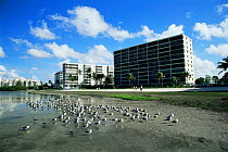 Birds roosting on lagoon near coastal development, Fort Myers, Florida, USA
