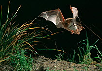 Greater mouse eared bat hunting (Myotis myotis) Germany