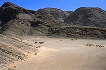 African desert elephants walking in dry Hoanib River bed, Namibia