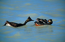 Black necked grebe (Podiceps nigricollis) adult  brings food to chicks on mate's back, Germany